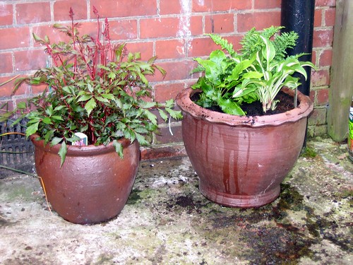Astilbe and mixed pot...