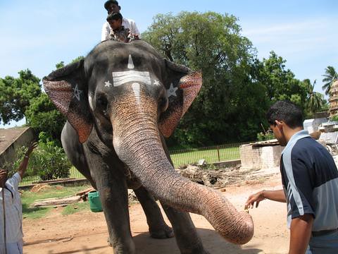 elephant-feed