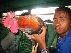 Cock Fighter