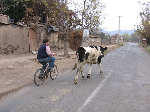 Cow and biker