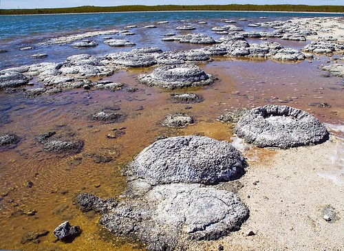 Stromatolites at Lake Thetis