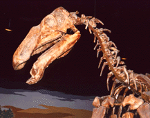 kritosaurus australis