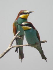 Bee-eater, Ludo Farm (Portugal), 1-May-06