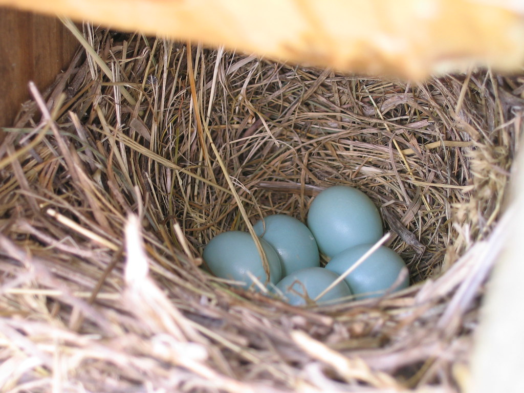 Another bluebird nest