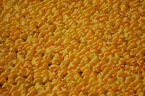 How many ducks is this