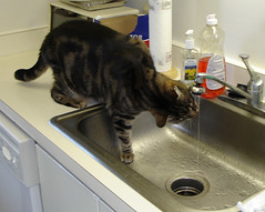 Tommy Visits The Sink