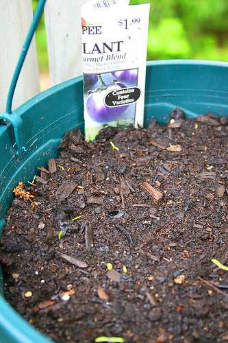 new-garden eggplants