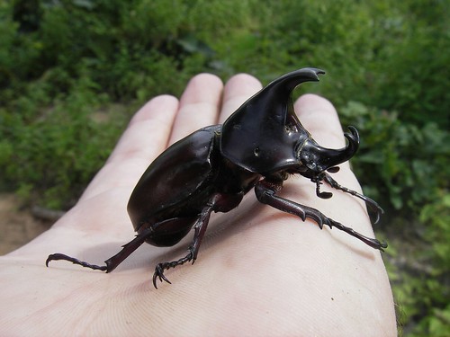 One of the mahouts finds this wicked looking scarab beetle.