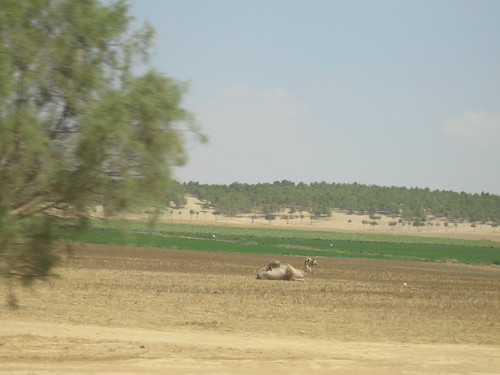 Desert camel (near Be'er Sheva)