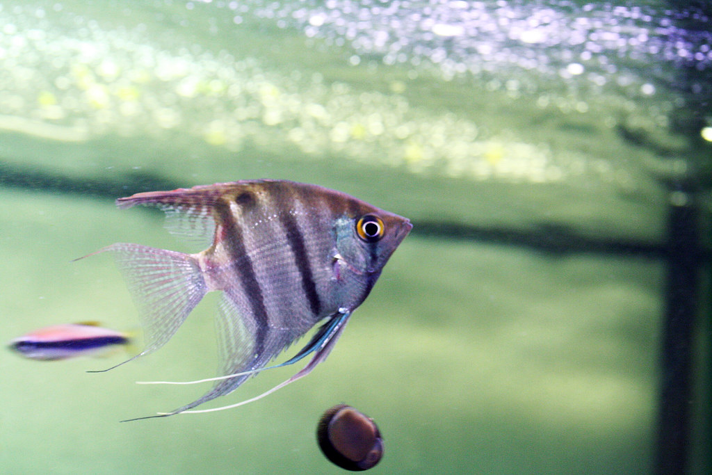 Leopold's Freshwater Angelfish