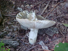 mushroom (july)