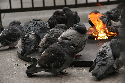 Pigeons Keeping Warm