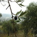 20041015 Friday Olive Tree Blogging