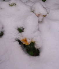 flower in the snow3