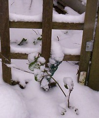 rose and trellis in the snow