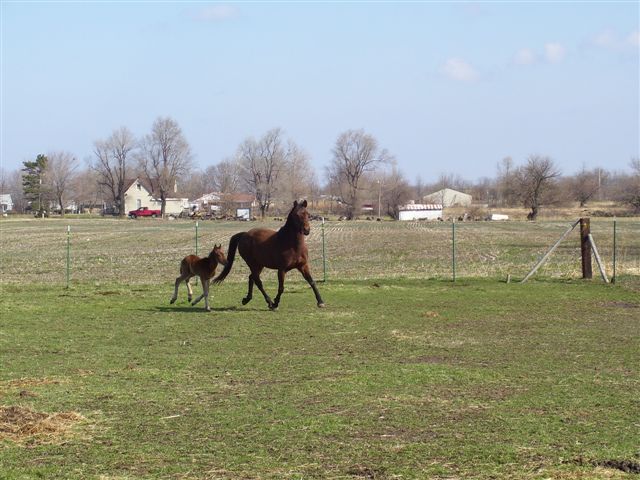 photos of baby horses
