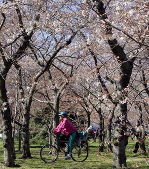 National Cherry Blossom Festival on Yahoo! News Photos.jpg
