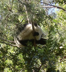 panda puussa