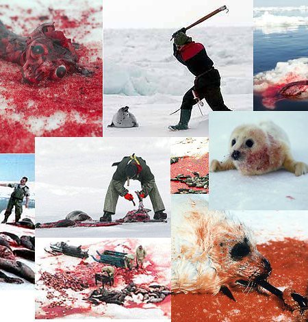 Matanza de focas en Canadá