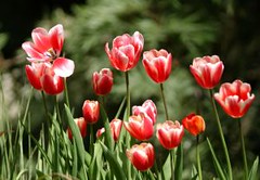 479130_tulips