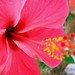 Hibiscus Flower 2
