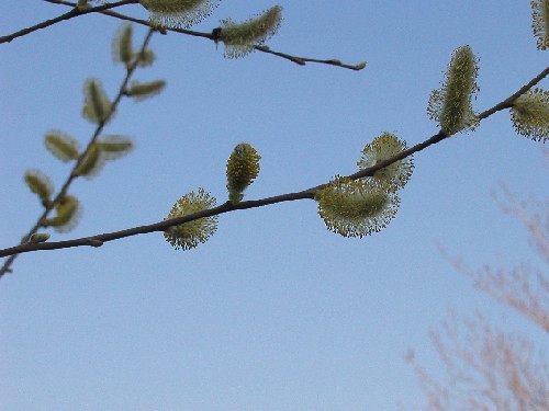Flowering Pussy Willow
