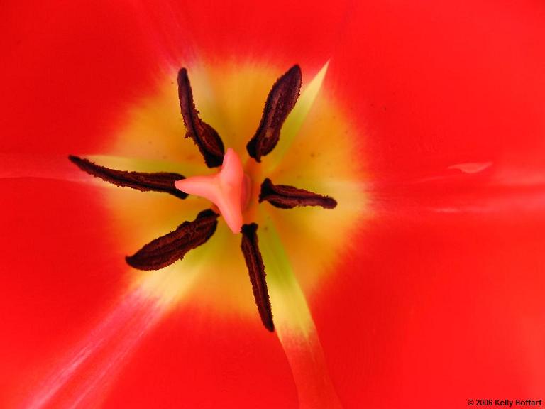 IMG_2387 - Inside a Tulip