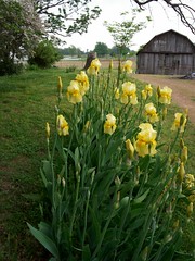 iris time in tennessee