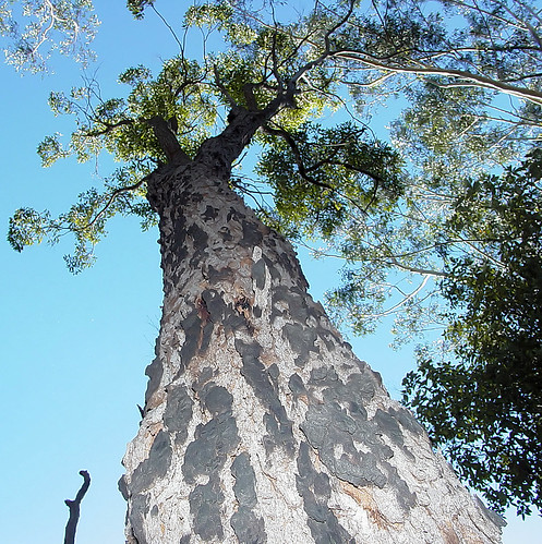 Looking up at the Eucalypt