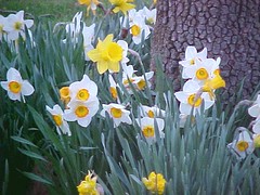 Narcissus and Daffodiles