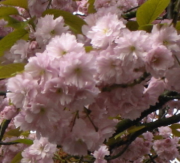 blossom 1