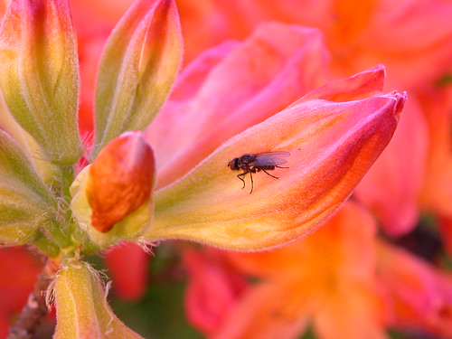 flowerfly
