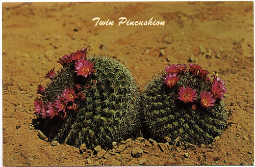 Postcard: Pincushion Cactus Flowers