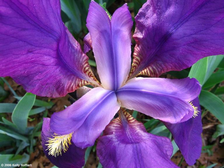 IMG_2781 - Purple Iris, Center