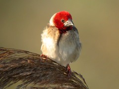 Red-headed Quelea, Barroca d'Alva (Portugal), 19-Apr-06