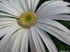 White Gerber Daisy