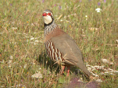 Red-legged Partridge, Pancas (Portugal), 19-Apr-06