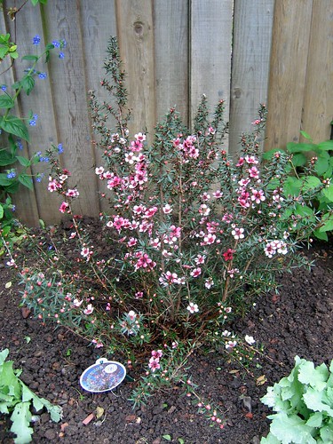 Sarah's pink bush