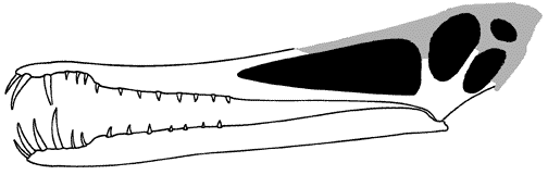cearadactylus