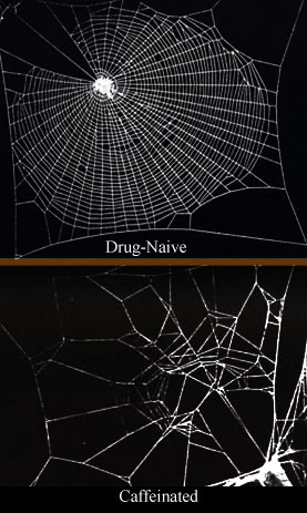 Caffeinated_spiderwebs