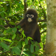 Baby Langur Monkey