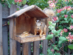 honeysuckle squirrel