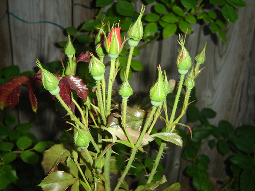 Roses about to bloooom ( w/ flash)