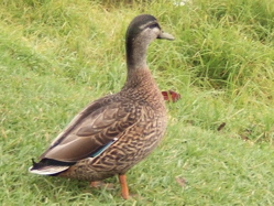 duck 3