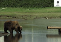 WWF - Agaist Toxic Waste - Drain
