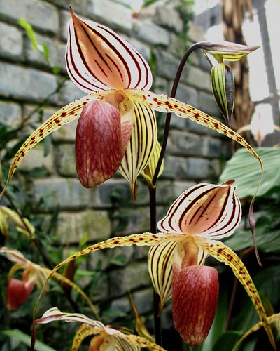 two_orchids