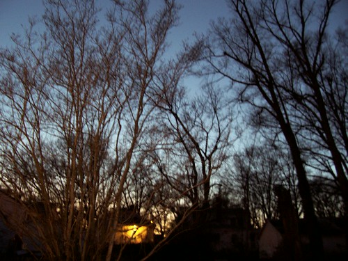 trees at dusk