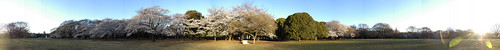 Cherry Blossom - Panorama 2
