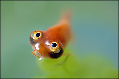 bubble eye goldfish outline