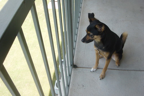 Sonny On The Porch 5
